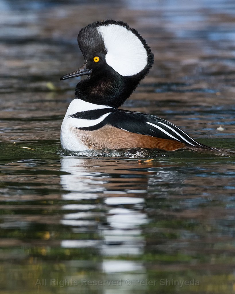Wood Ducks and Mergansers, Oct 2017